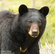 BEARS